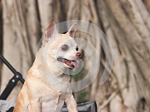 happy and healthy Chihuahua dog standing in pet stroller with tree roots background in the park, looking away curiously