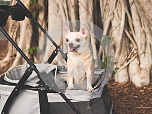 happy and healthy Chihuahua dog standing in pet stroller with tree roots background in the park, looking away curiously