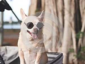 happy and healthy Chihuahua dog wearing sunglasses, standing in pet stroller with banyan tree roots background in the park,