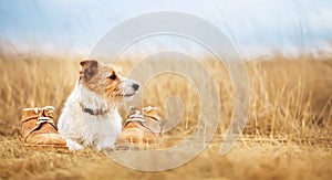 Happy healthy dog listening in the golden grass, pet training banner