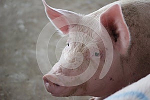 The happy fattening pig in big commercial swine farm photo