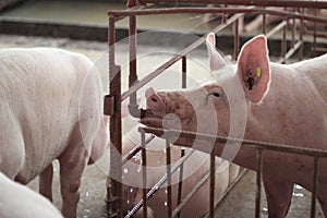 The happy fattening pig in big commercial swine farm photo