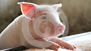 Happy and healthy piglet in swine farm photo