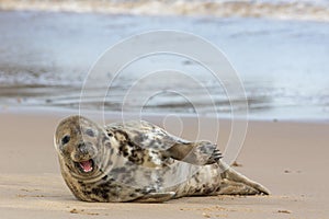 Happy healthy seal. Funny animal meme image photo