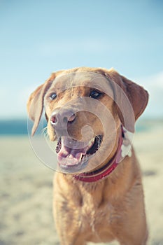 Happy and healthy yellow Labrador retriever dog portrait