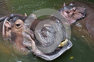 A happy hippo family