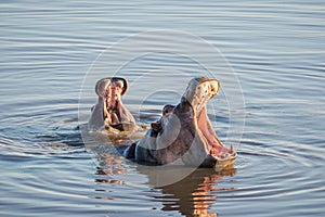 Happy hippo family