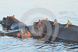 Happy Hippo's