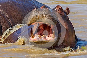 Happy Hippopotamus