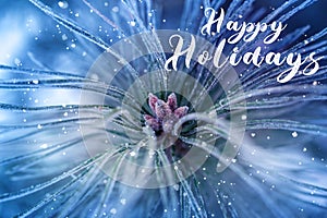 Happy Holidays Christmas Script Text Over Evergreen