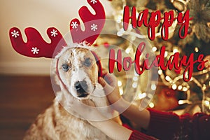 happy holidays text, seasons greetings, merry christmas and happy new year concept. cute dog in reindeer hat sitting at christmas