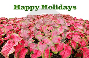 Happy Holidays written in green above red caladiums