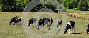 Happy Holsteins in the meadow on a beautiful morning