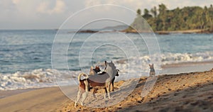 Happy Homeless Playful Dogs on the Beach by the Sea