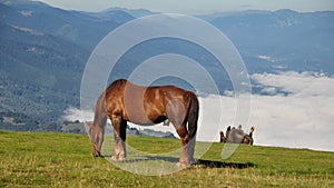 Happy horses