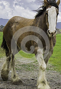 Clydesdale in Sonoma, California