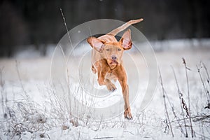 Happy hungarian vizsla pointer dog on snow