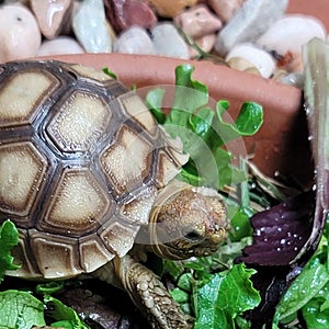Happy hungry baby turtle
