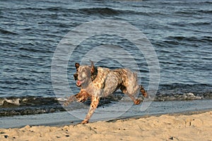 Happy hunting dog on beach