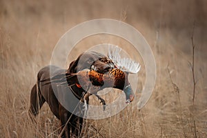 Happy hunting dog bringing pheasant game in mouth