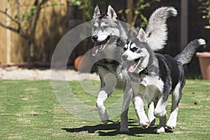 Happy Huskies