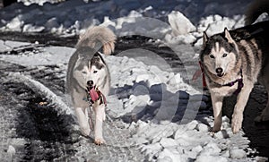 Happy Huskies Running on a Winter Road