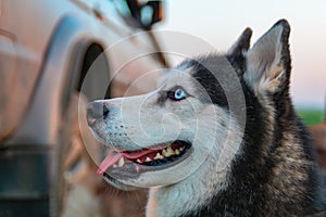 Happy husky dog. Beauty portrait Siberian husky with bright blue eyes.