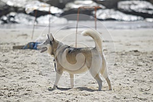 Happy husky dog at the Gordon beach. Tel Aviv, Israel.