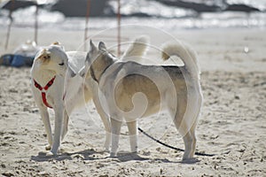 Happy husky dog at the Gordon beach. Tel Aviv, Israel.