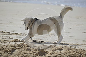 Happy husky dog at the Gordon beach. Tel Aviv, Israel.