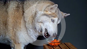 Happy husky dog with multi-colored eyes similar to a wolf eats fresh dietary chopped carrots from a glass bowl