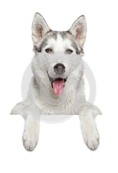 Happy husky dog portrait