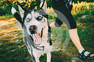 Happy Husky Eskimo Dog Runs Next to Mistress On Fresh Green Grass Outdoor