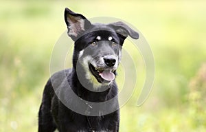 Happy Husky mix breed dog, pet rescue adoption photography