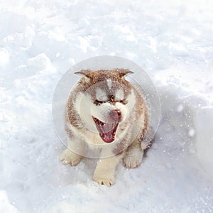 Happy Husky Puppy Enjoying Snowfall