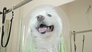 Happy husky in the towel