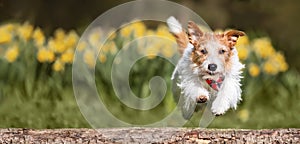 Happy hyperactive dog running, puppy in summer, pet banner photo