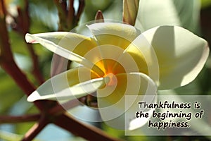 Inspirational quote- Thankfulness is the beginning of happiness. With beautiful white Bali frangipani flower blossom on tree. photo