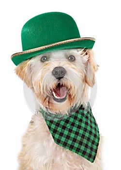 Happy Irish Dog Celebrating St Patricks Day