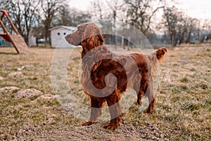 Happy Irish setter dog playing outdoors at spring time