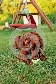 Happy Irish Setter dog playing at the park with toy on a green grass