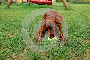 Happy Irish Setter dog playing at the park with toy on a green grass