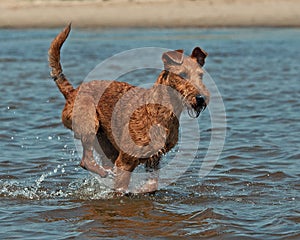 Irish Terrier playing img