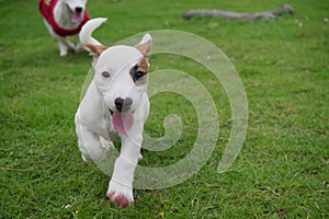 happy jack russel puppy running on green grass