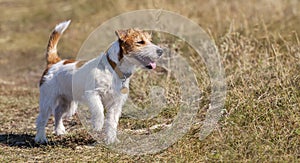 Happy jack russell dog puppy walking in the grass