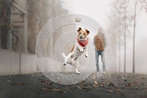 Happy jack russell terrier dog playing with a ball