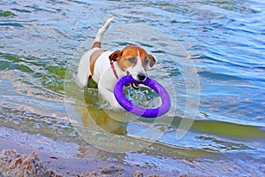 Happy jack russell terrier pulls out of the water puller and carries the owner