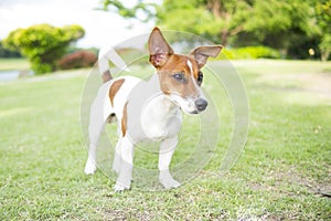 Happy Jack Russell Terrier puppy look around in the summer park.