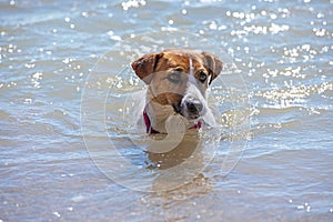 Happy jack russell terrier swimming in the sea water, rest, horizontal format