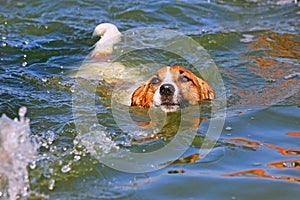 Happy jack russell terrier swims ashore with a river behind a duck, natural background